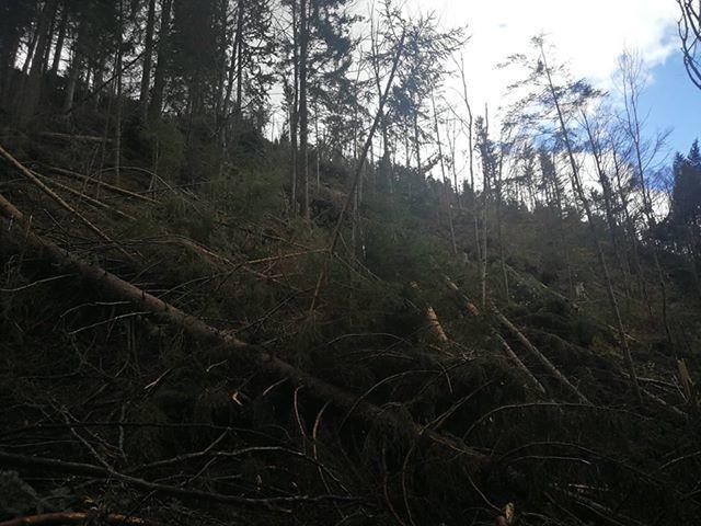 Zaradi orkanskega vetra na Koroškem motena dobava električne energije