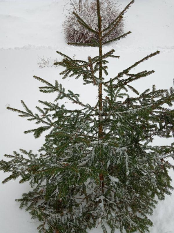 Danes je najprimernejši čas za posek naravnega novoletnega drevesca