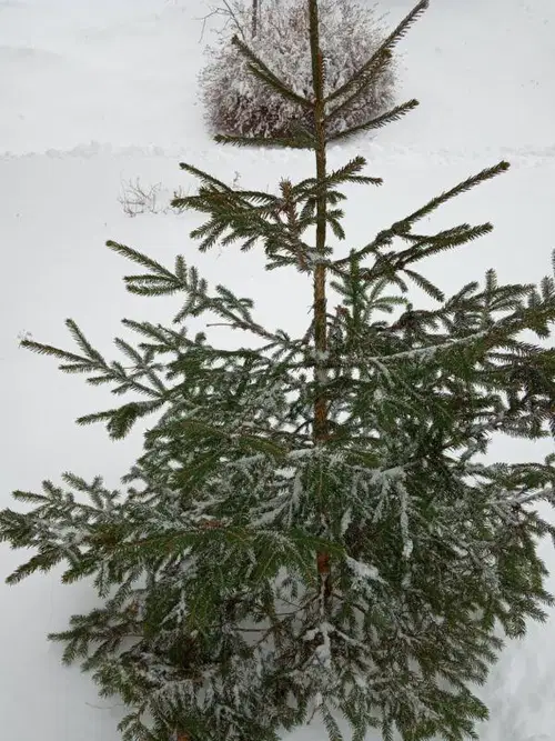 Danes je najprimernejši čas za posek naravnega novoletnega drevesca