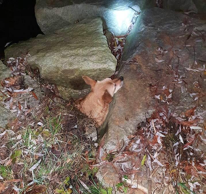 VIDEO in FOTO: Gasilci na pomoč priskočijo tudi živalim