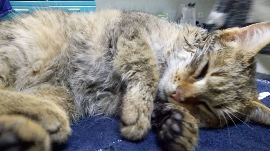 Je šlo v Mežici za namerno zastrupitev mlade muce?