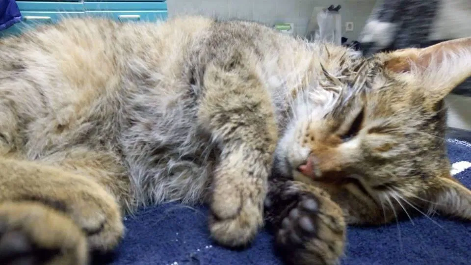 Je šlo v Mežici za namerno zastrupitev mlade muce?