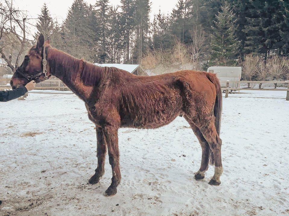 Don išče dom: Koroška raperka Nushy konja dala v oskrbo, sedaj pa ga je našla popolnoma zanemarjenega