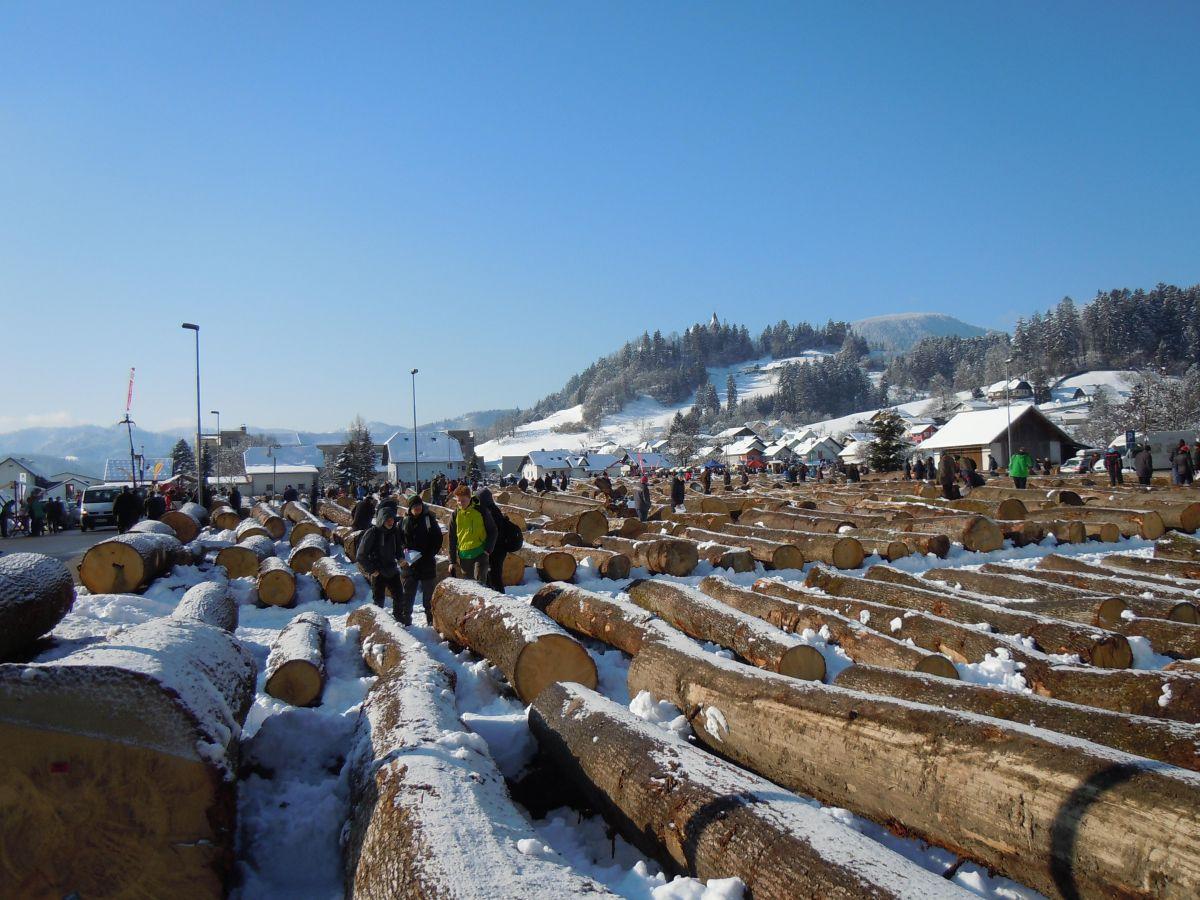 V Slovenj Gradcu potekajo priprave na 13. dražbo lesa. Lani prodali hlod za 17.912 evrov