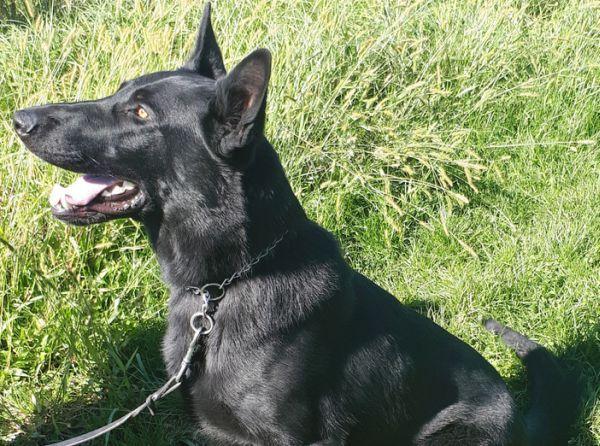 Zaradi napada psov bi naj umrla ženska