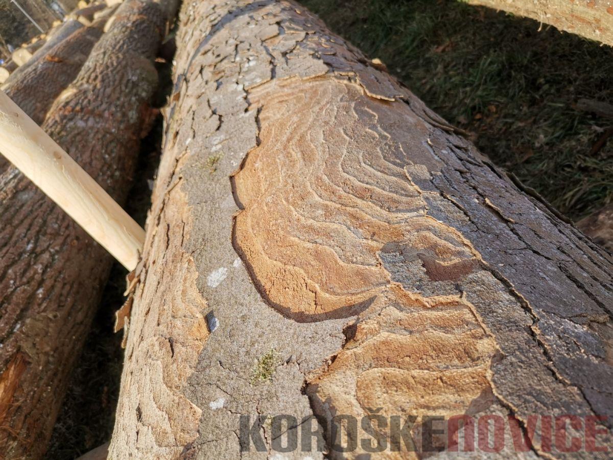 Tudi letos številne aktivnosti za promocijo slovenskega lesa in lesenih izdelkov