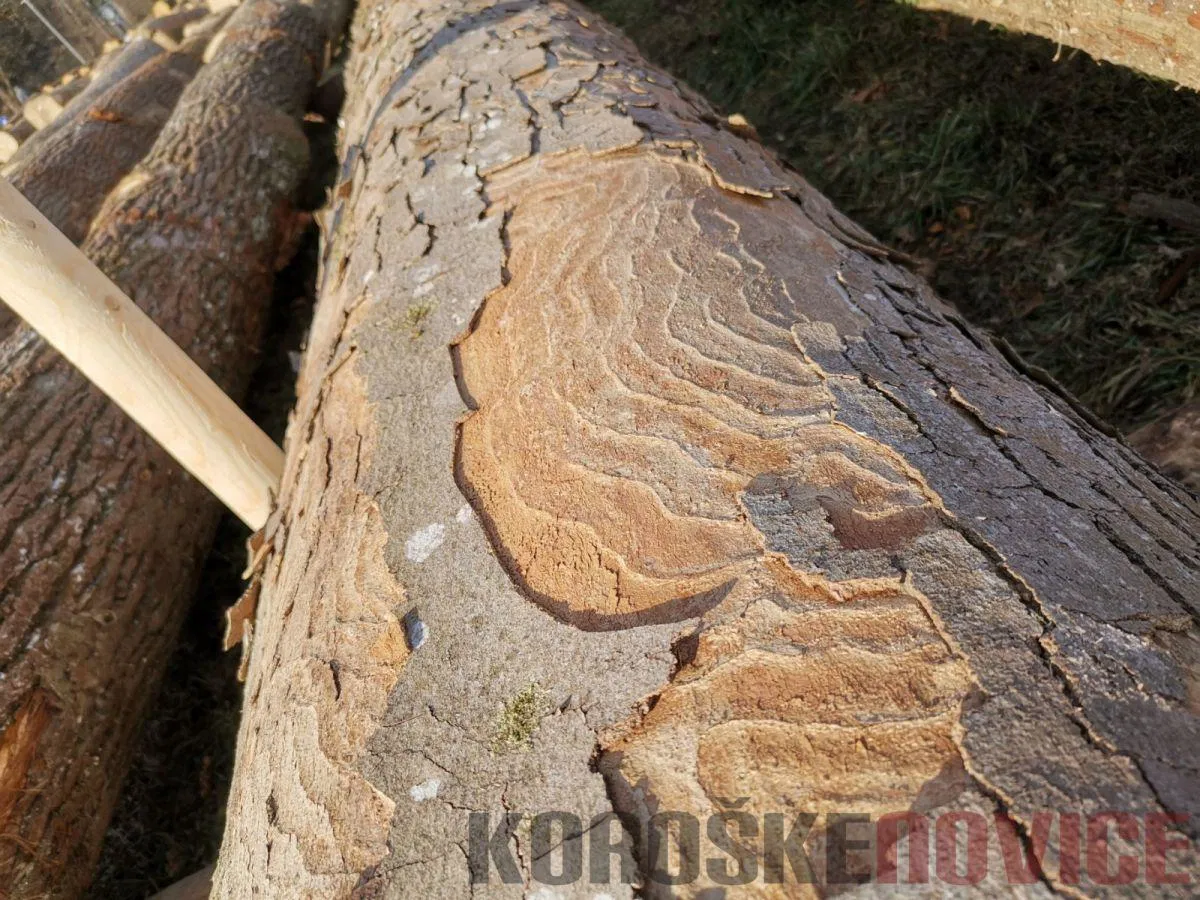 Tudi letos številne aktivnosti za promocijo slovenskega lesa in lesenih izdelkov