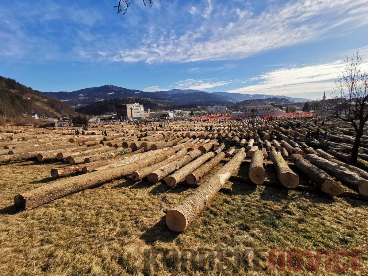 Na Koroško že dovažajo najboljšo hlodovino. Licitacija vrednejšega lesa letos na novi lokaciji