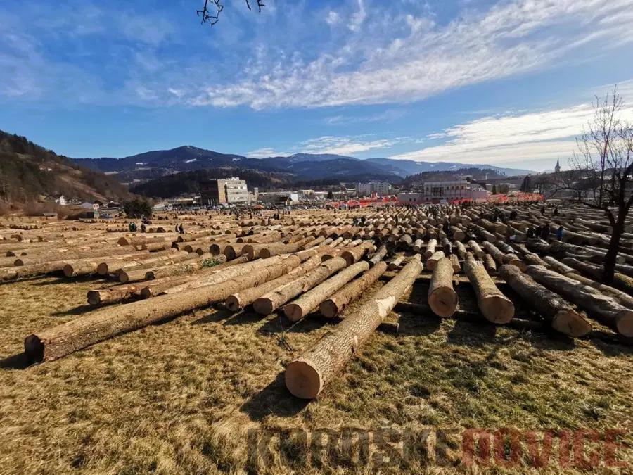 Na Koroško že dovažajo najboljšo hlodovino. Licitacija vrednejšega lesa letos na novi lokaciji