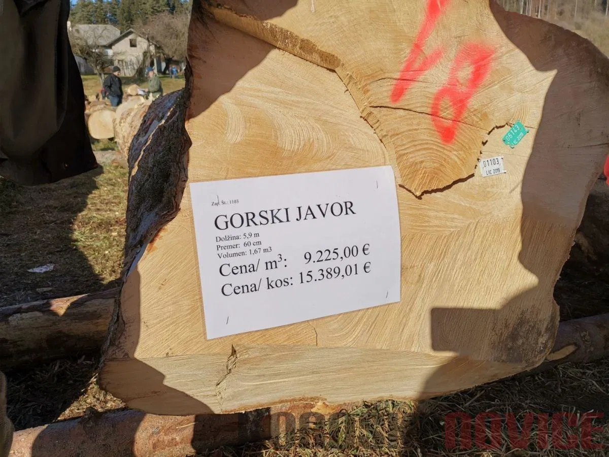 FOTO: Licitacija vrednejšega lesa: 15.389€ za hlod gorskega javorja