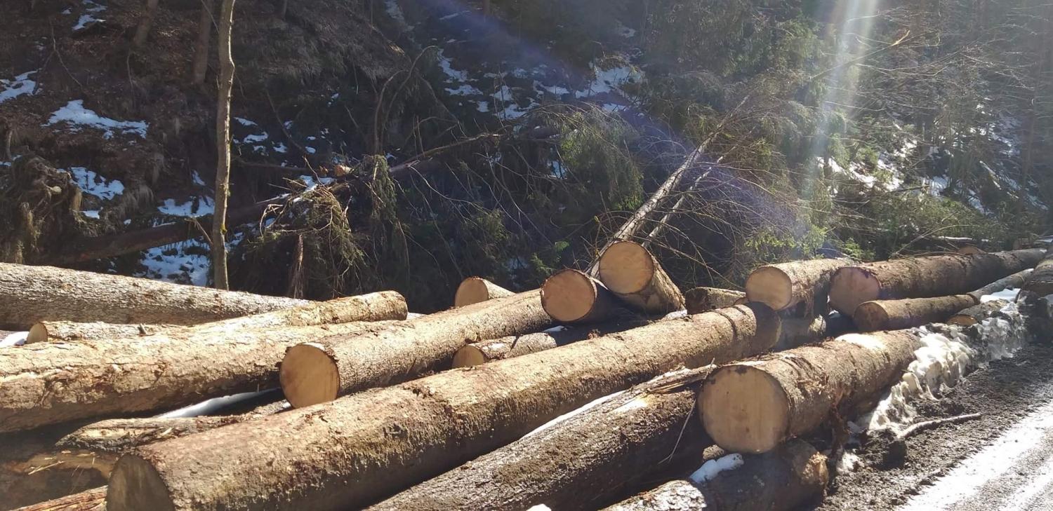 Za zdaj na Koroškem kljub izraženim prizadevanjem in željam v regiji še ne bodo vzpostavljali lesnega centra