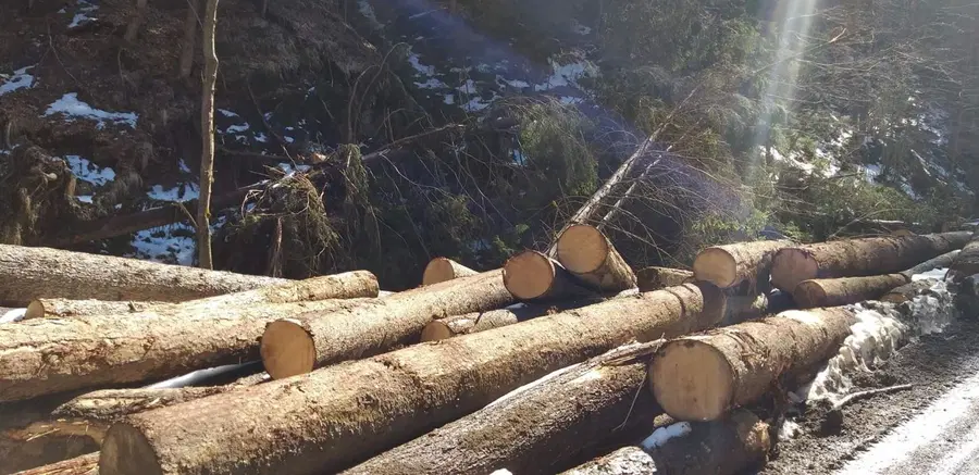 Za zdaj na Koroškem kljub izraženim prizadevanjem in željam v regiji še ne bodo vzpostavljali lesnega centra