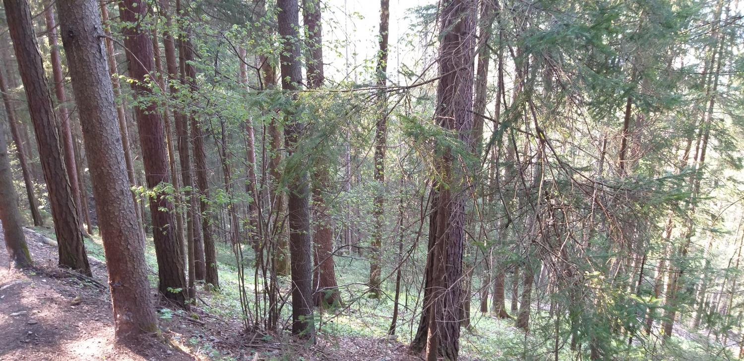 Ob tednu gozdov potekajo po Sloveniji številne prireditve. Na Koroškem regijski kviz in naravoslovni dan (FOTO)