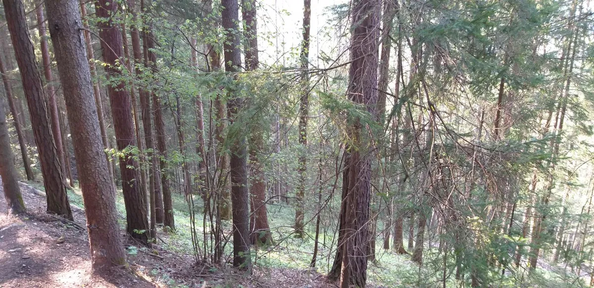 Ob tednu gozdov potekajo po Sloveniji številne prireditve. Na Koroškem regijski kviz in naravoslovni dan (FOTO)
