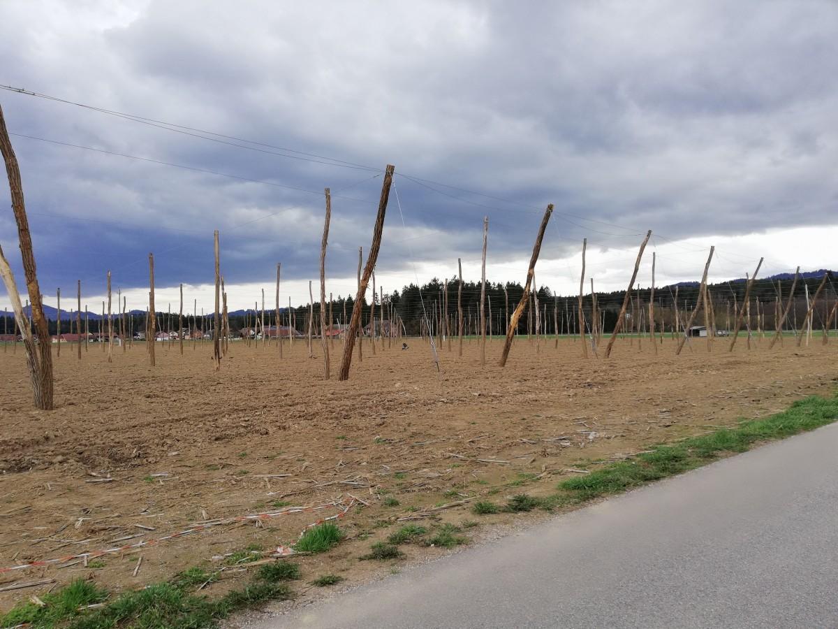 So v Mislinjski dolini našli kompromis glede spornih hmeljarskih zemljišč?