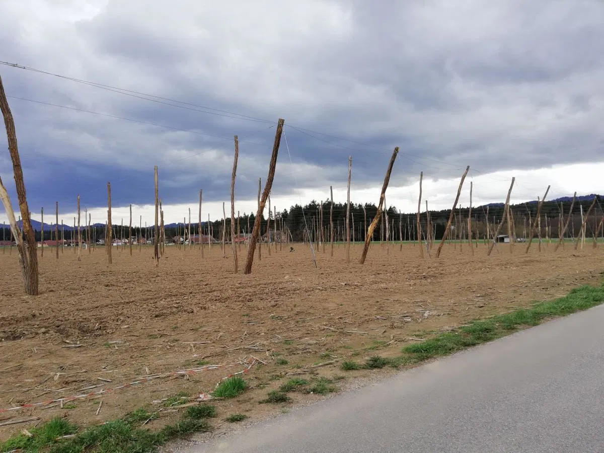 So v Mislinjski dolini našli kompromis glede spornih hmeljarskih zemljišč?