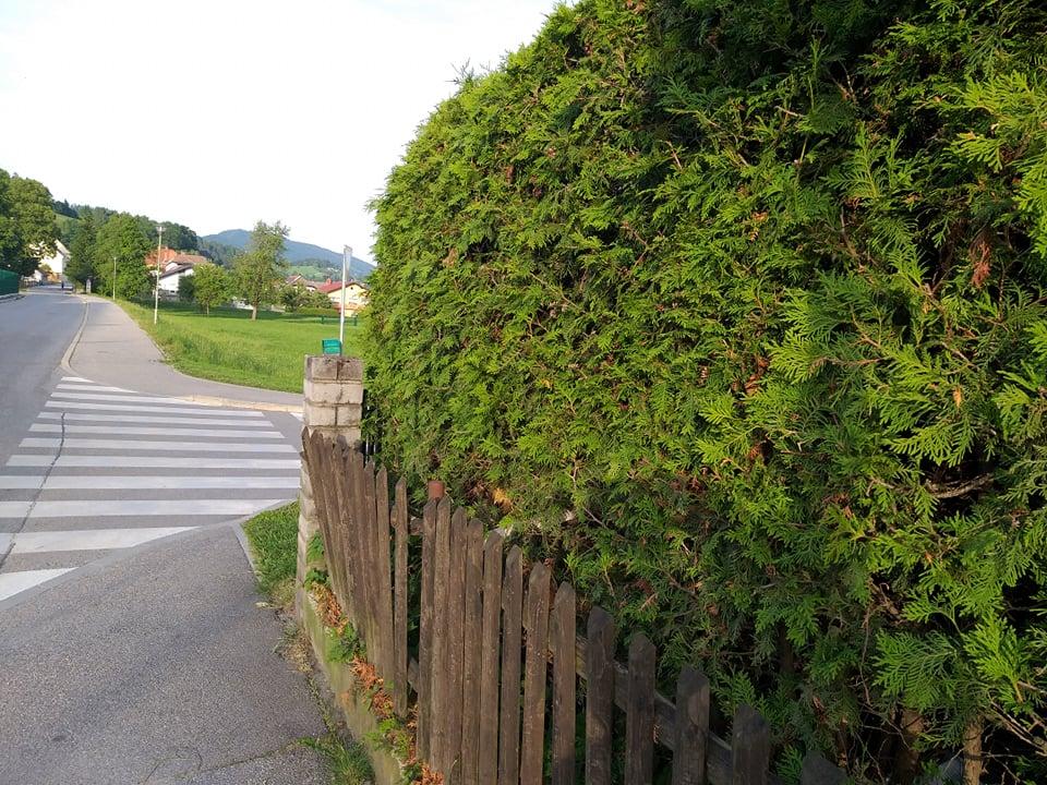 Če vaša živa meja ni v skladu s predpisi, tvegate kazen