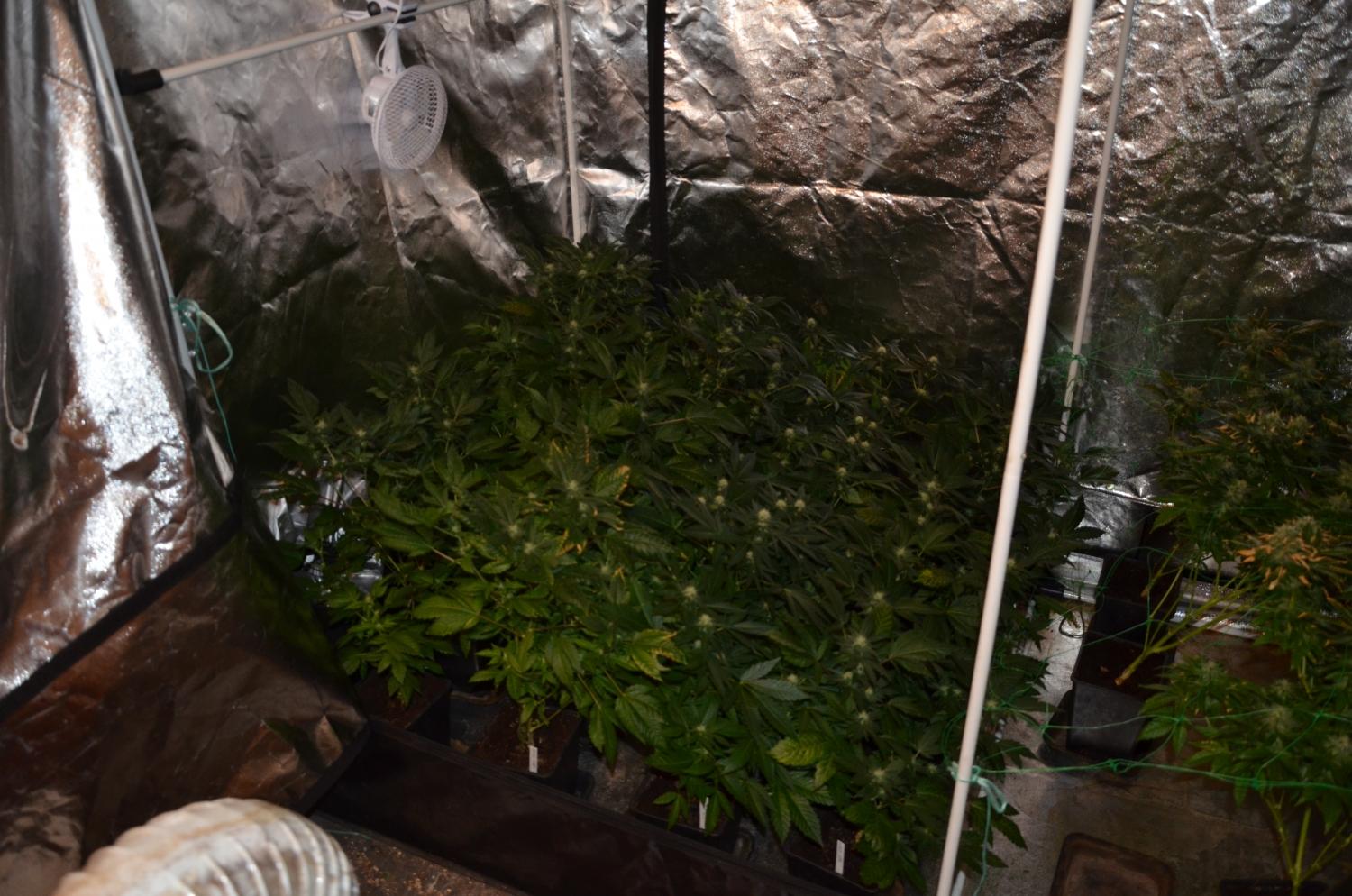 Velenjski policisti so v zadnjem tednu zasegli več konoplje, ekstazija in amfetaminov