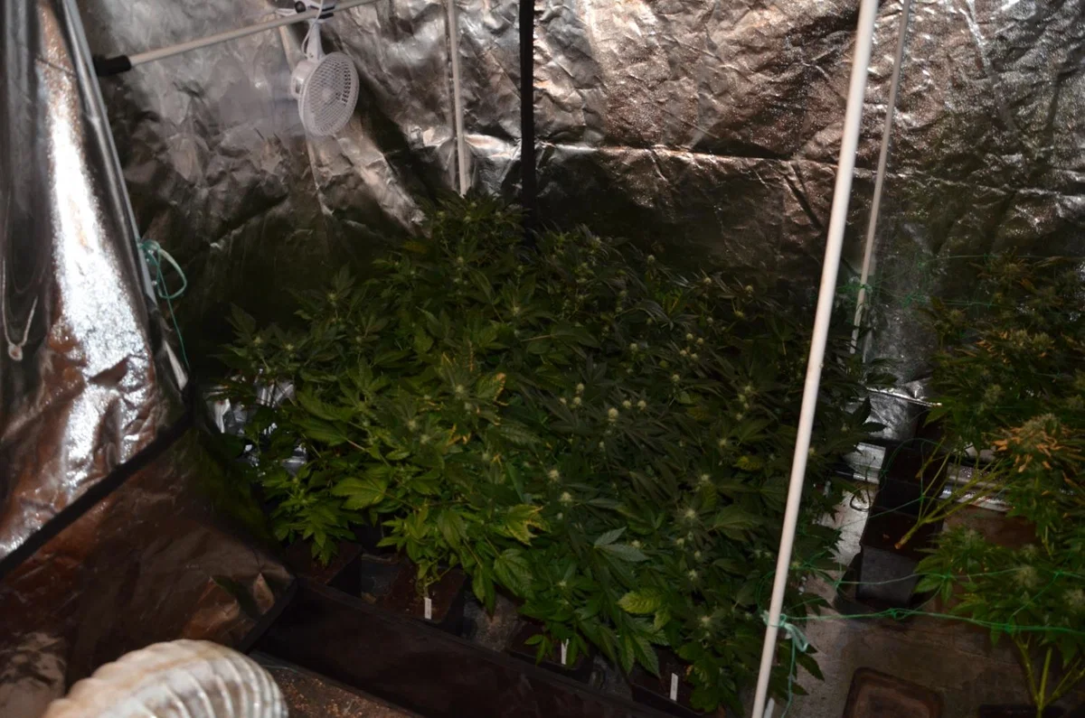 Velenjski policisti so v zadnjem tednu zasegli več konoplje, ekstazija in amfetaminov