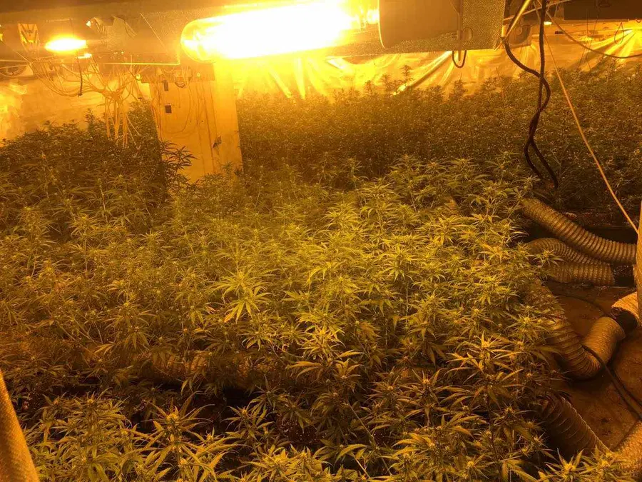 Policisti zasegli okoli 1500 sadik konoplje ter 28 kg posušene konoplje pripravljene za prodajo