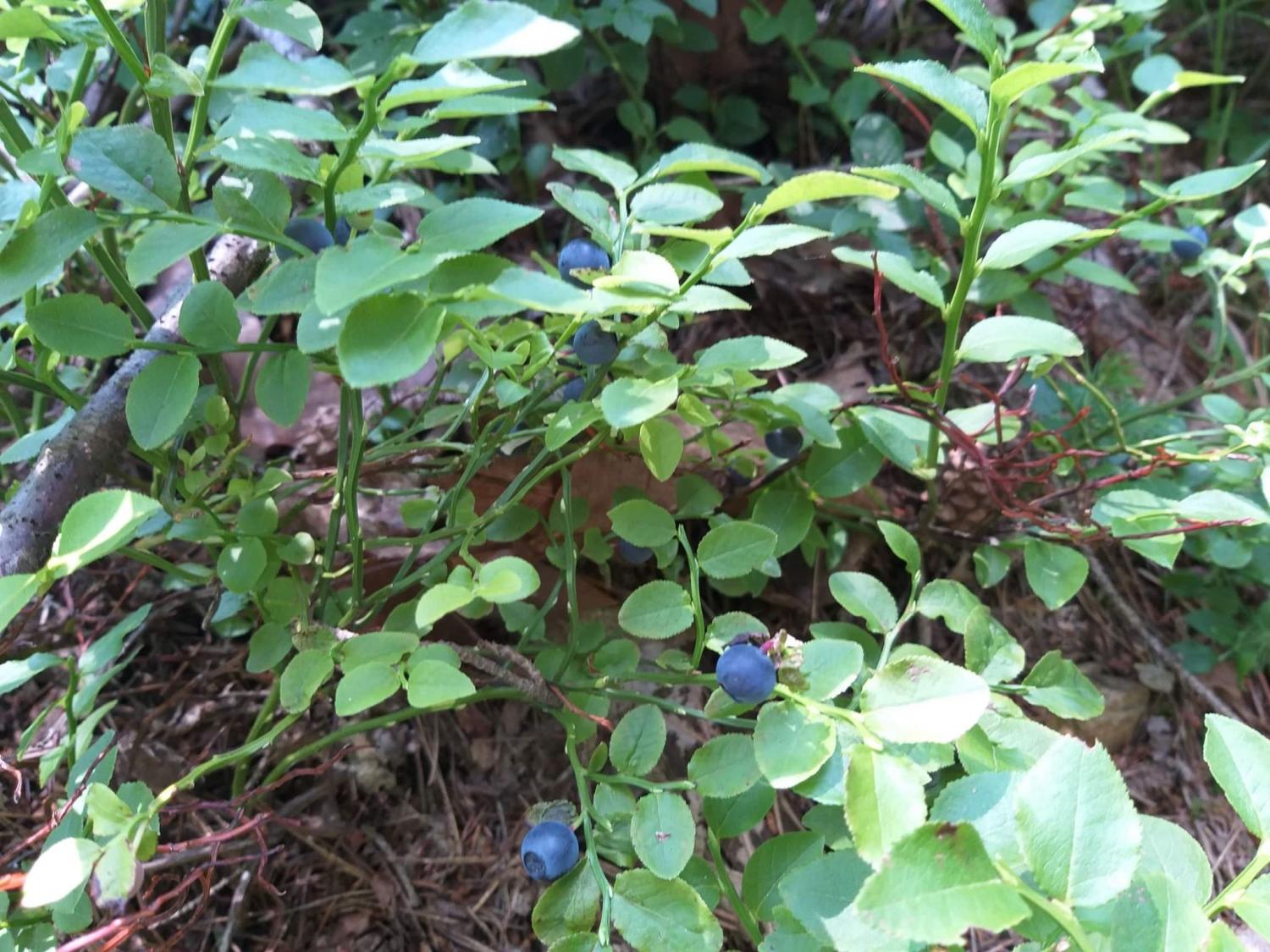 Kazen za pretirano nabiranje gozdnih plodov od 200 do 400 evrov