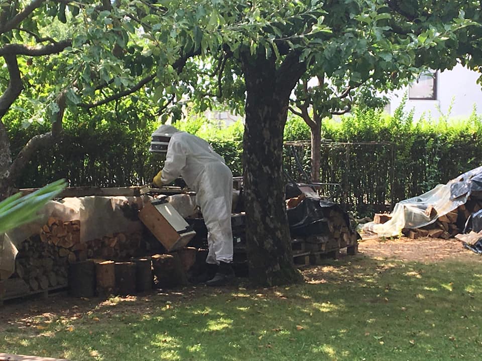 Gasilci v Slovenj Gradcu odstranili čebele, ki so ogrožale prebivalce (FOTO)