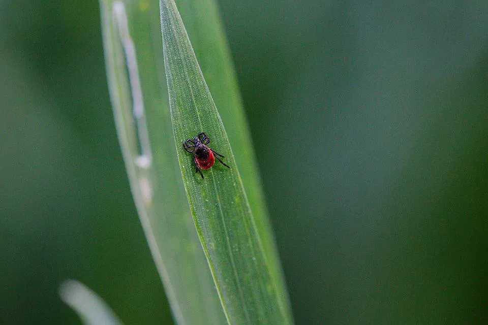 Začetek cepljenja proti klopnemu meningoencefalitisu za 3-letnike in 49-letnike