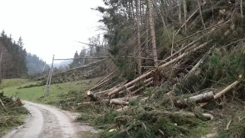 Prenamnožitev podlubnikov prerašča v naravno nesrečo: Na Koroškem je najhuje na območju Dravograda in Črne