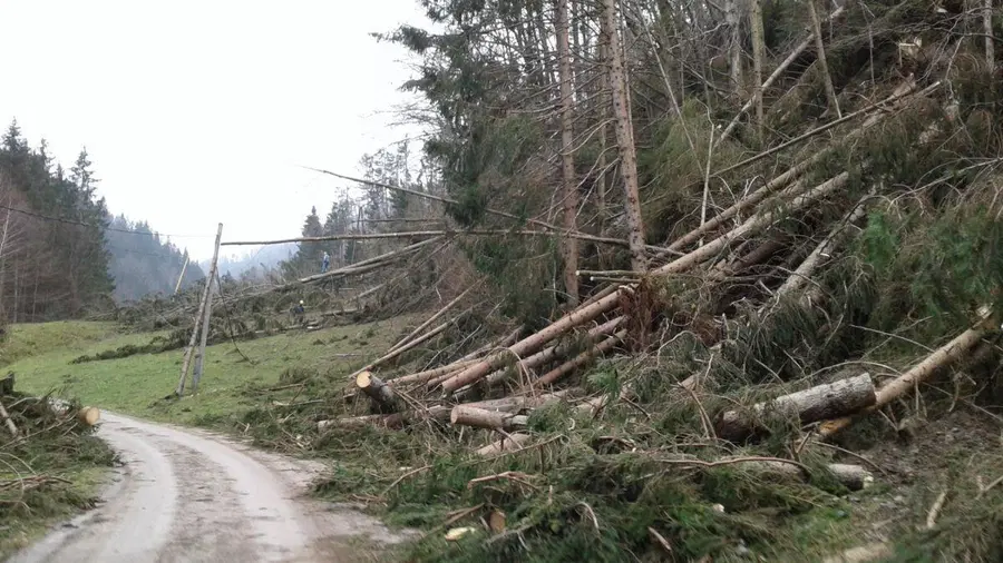 Prenamnožitev podlubnikov prerašča v naravno nesrečo: Na Koroškem je najhuje na območju Dravograda in Črne