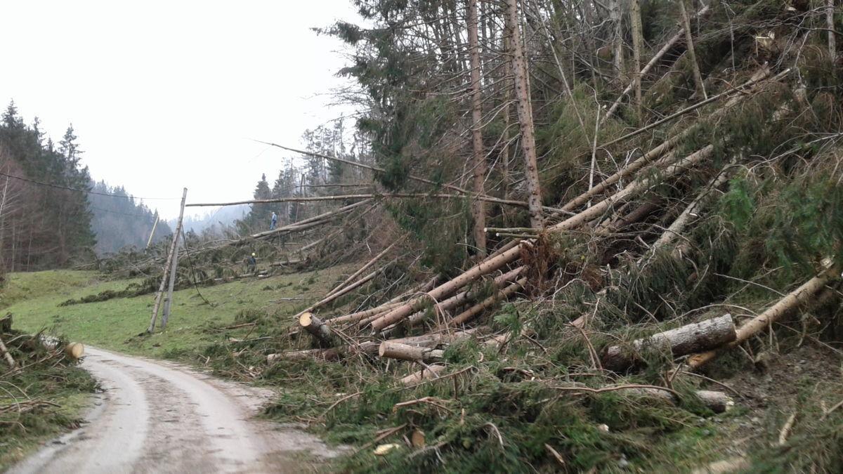 Prenamnožitev podlubnikov prerašča v naravno nesrečo: Na Koroškem je najhuje na območju Dravograda in Črne