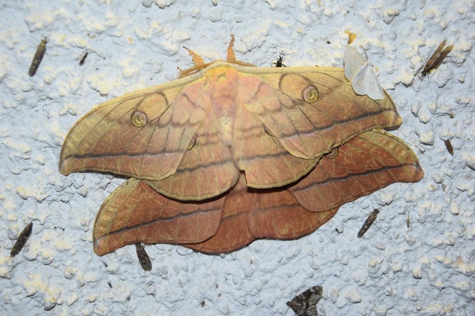 V Mislinji bodo opazovali nočne metulje