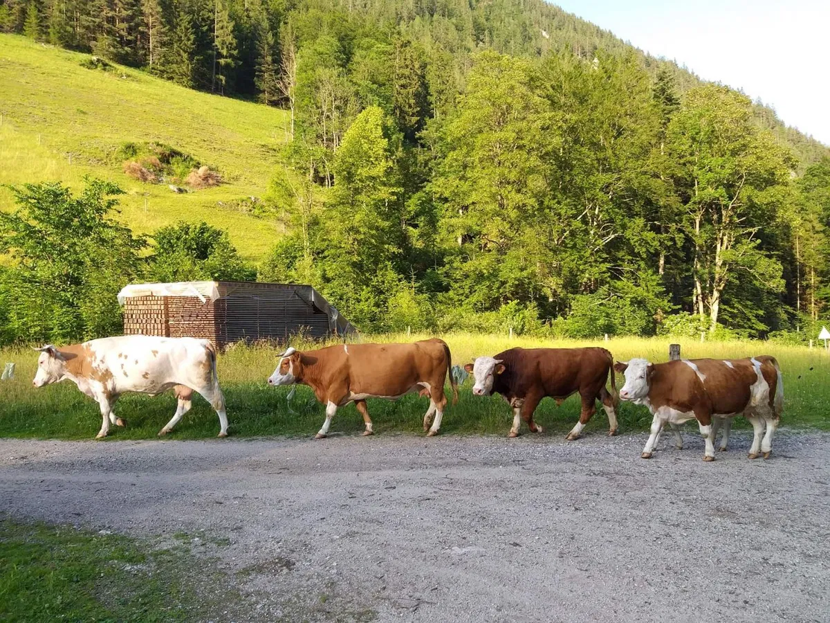 Spoštujte naravo in živali: Odgovorno in varno čez planinske pašnike