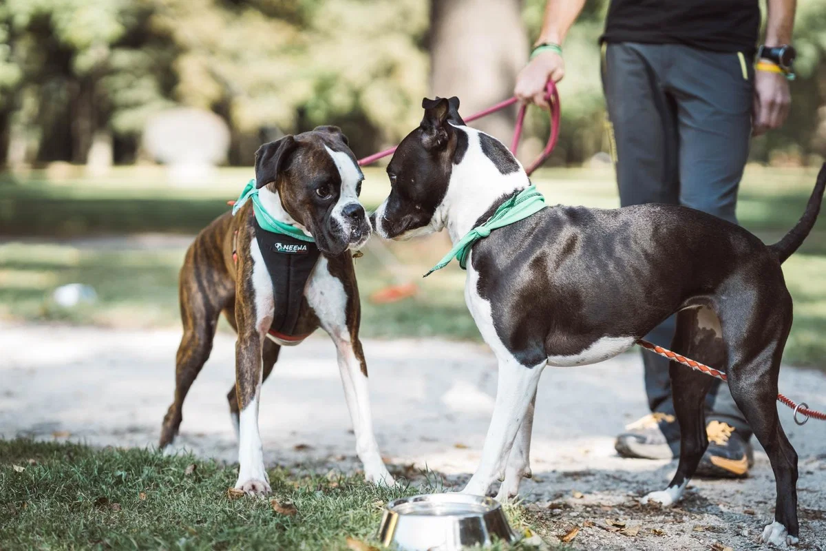 V Grajskem parku bo dobrodelno druženje z živalmi, vegansko hrano, dobrodelnim tekom, dobro glasbo...