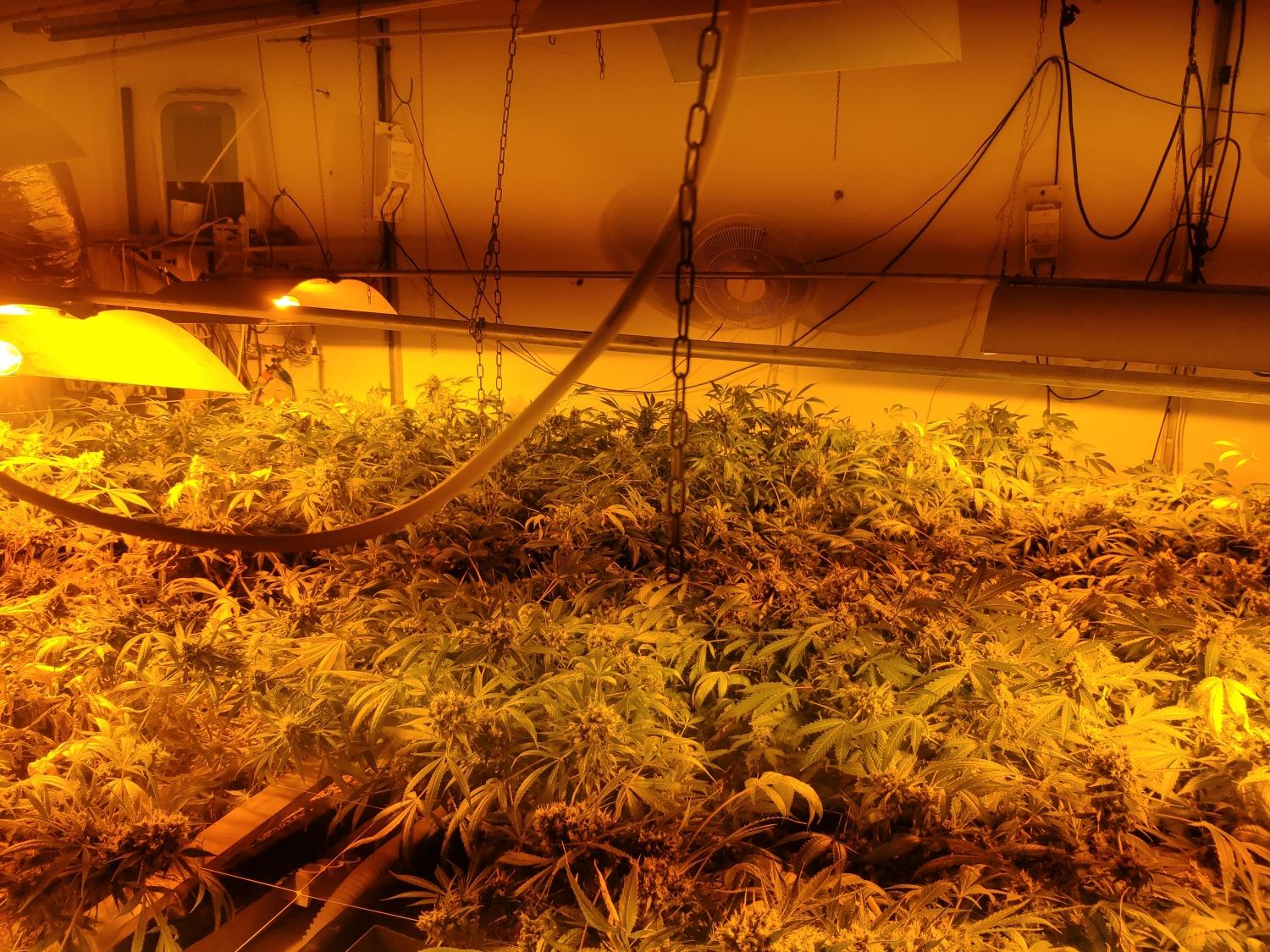 Policisti zasegli konopljo na treh lokacijah, tudi na območju PP Radlje ob Dravi