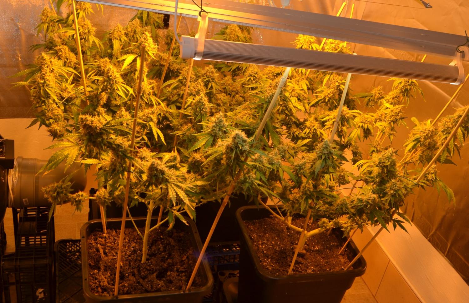 Policisti znova zasegli konopljo