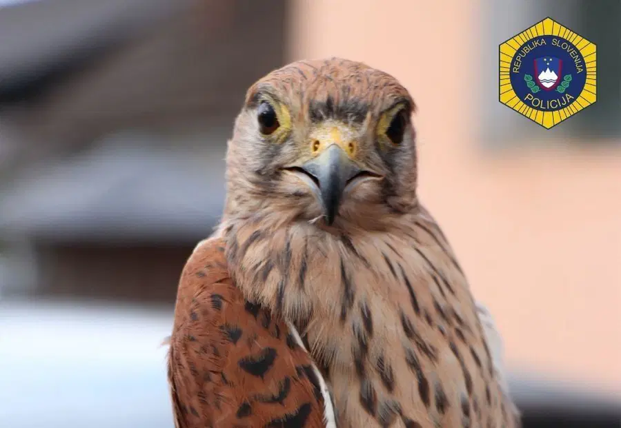 Po uspešni rehabilitaciji so izpustili ptico, ki so jo januarja rešili iz ujetništva (VIDEO in FOTO)