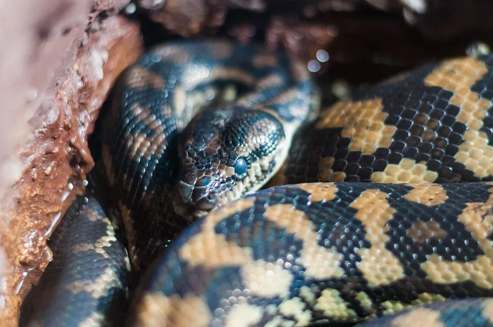 V Sloveniji živi 11 vrst kač, med njimi so tudi strupene