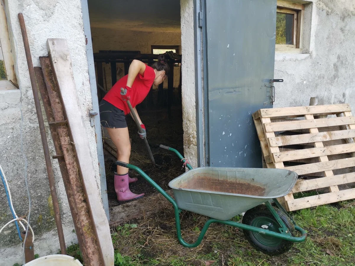 Koroška regija po številu prostovoljcev peta v državi in osma po številu opravljenih prostovoljskih ur