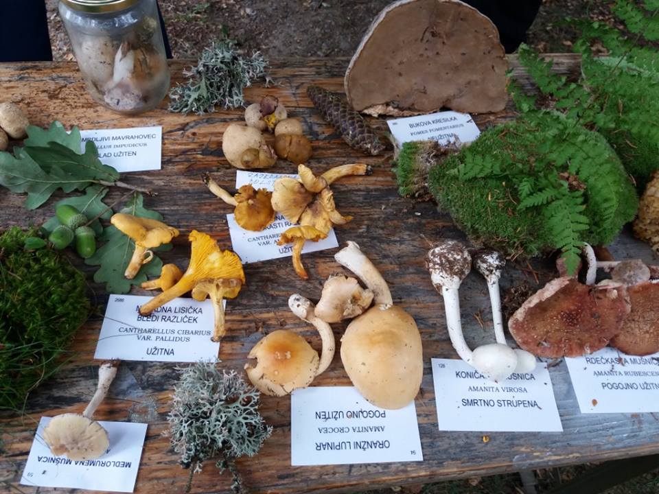 Vsi, ki obožujete gobe, pozor! V Mislinji in Vuzenici pripravljajo gobarski dan. Pridružite se jim lahko tudi vi