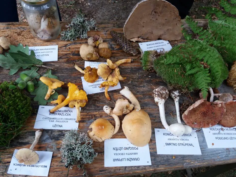 Vsi, ki obožujete gobe, pozor! V Mislinji in Vuzenici pripravljajo gobarski dan. Pridružite se jim lahko tudi vi