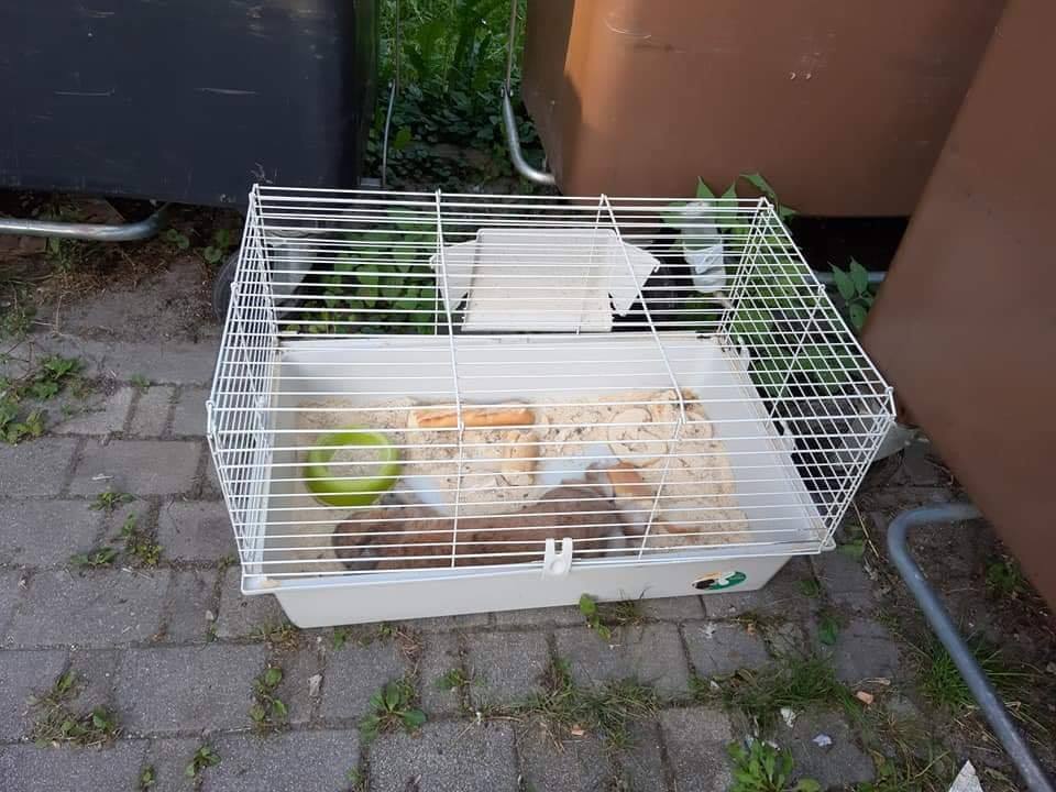 Mrtvega kunca skupaj s kletko in neprimerno hrano odvrgli v smetnjak (FOTO)