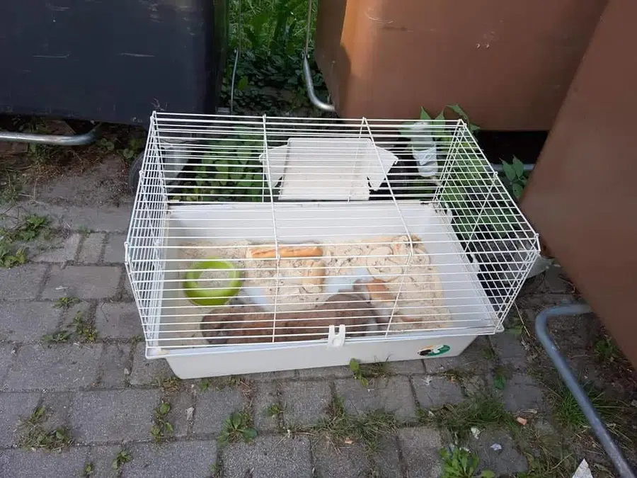 Mrtvega kunca skupaj s kletko in neprimerno hrano odvrgli v smetnjak (FOTO)