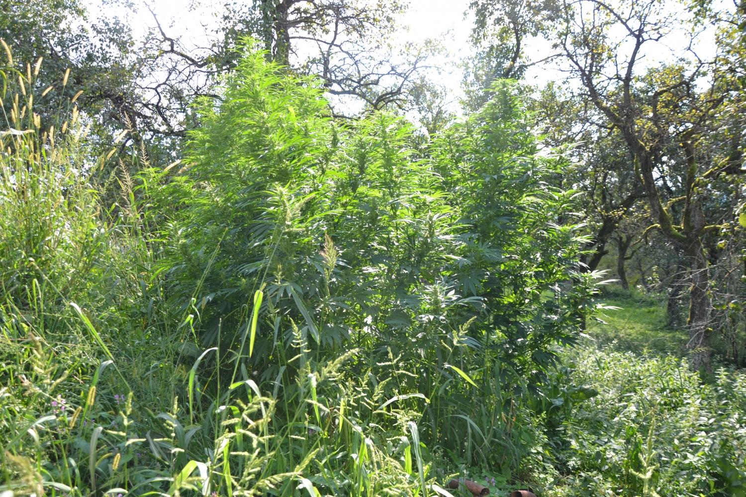 V Radljah ob Dravi so policisti zasegli konopljo, na Prevaljah obravnavali vlom