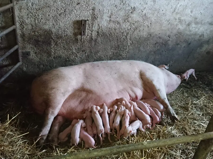 Najbolj brano septembra: Pri Peršatovih na Jamnici je svinja skotila 27 pujskov