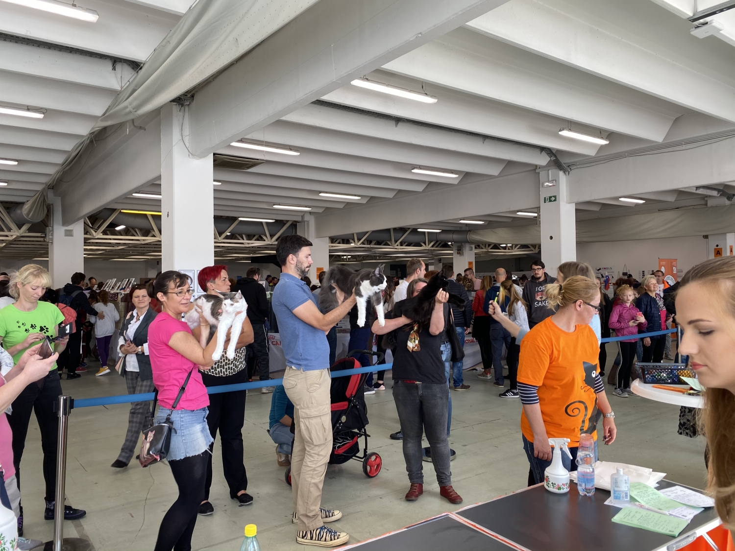 Na mednarodni razstavi mačk v Celju blestele tudi slovenske lepotice (FOTO)