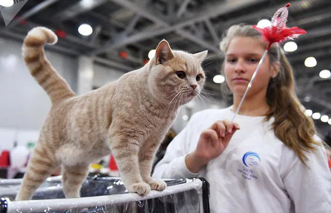 Mednarodna razstava mačk v Celju