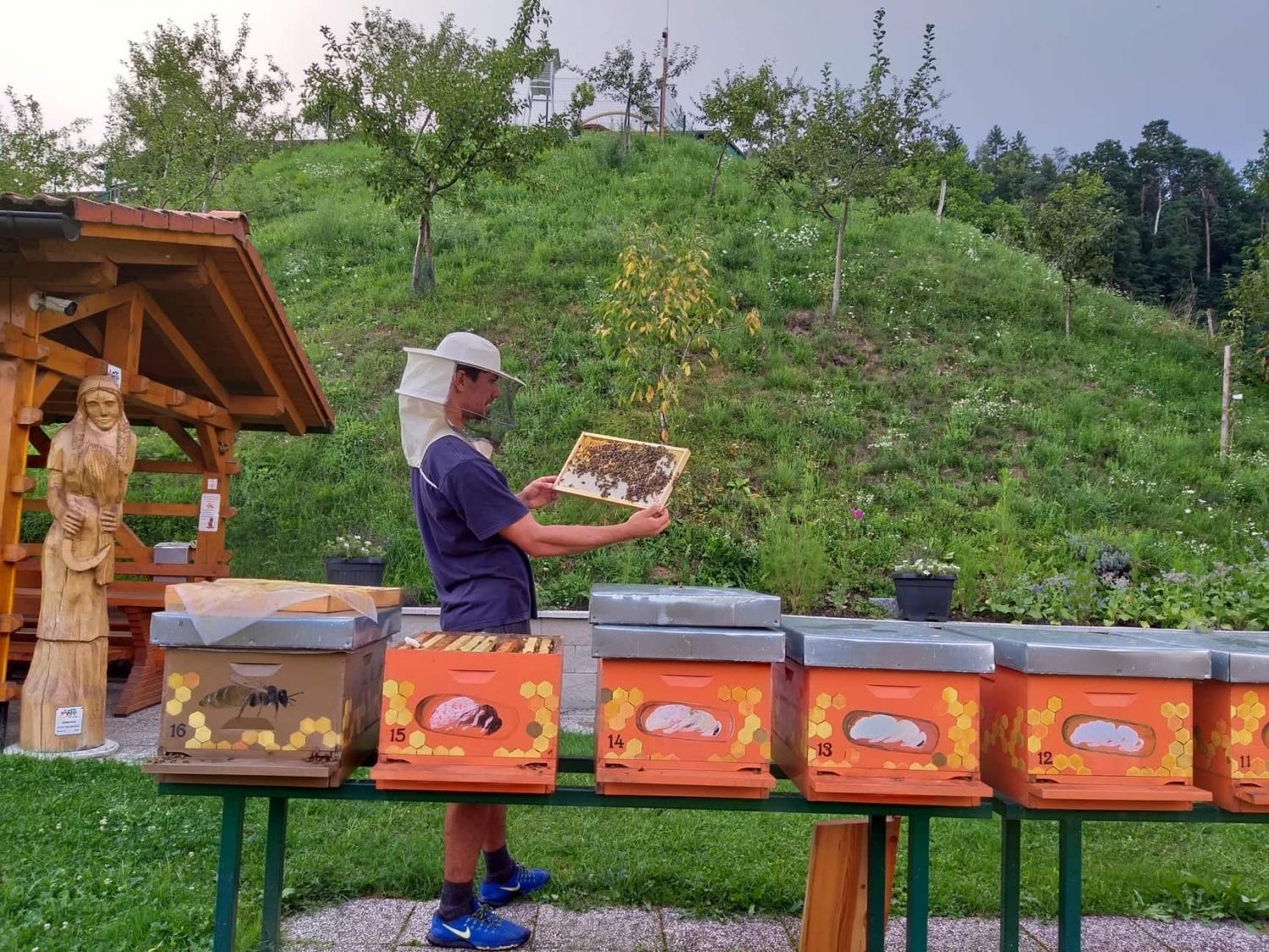 Toliko finančne pomoči bo država namenila čebelarjem