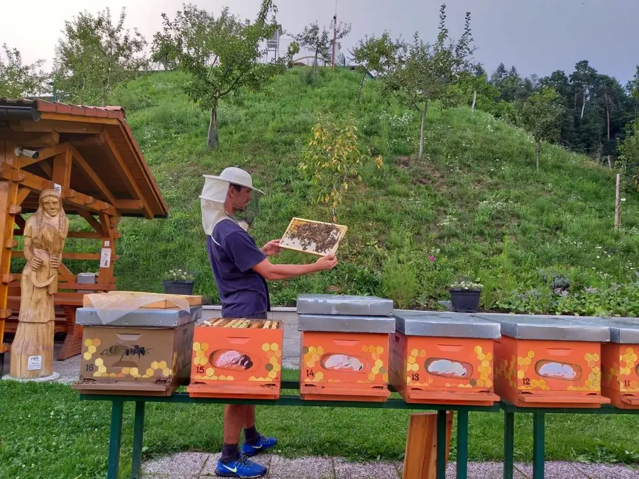 Toliko finančne pomoči bo država namenila čebelarjem