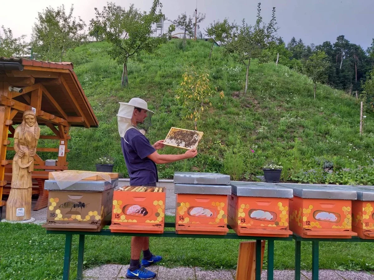 Toliko finančne pomoči bo država namenila čebelarjem