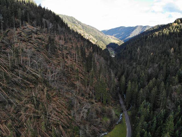 Zaradi namnožitve podlubnikov razglasili naravno nesrečo. Škode za več kot 10 milijonov evrov